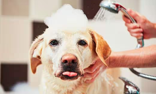 Can soap kill dogs